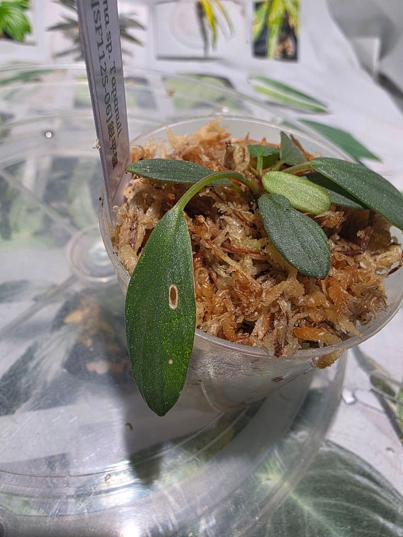 熱帯植物　ホマロメナsp.タパヌリ　スマトラ　ウタラ　銀平襞