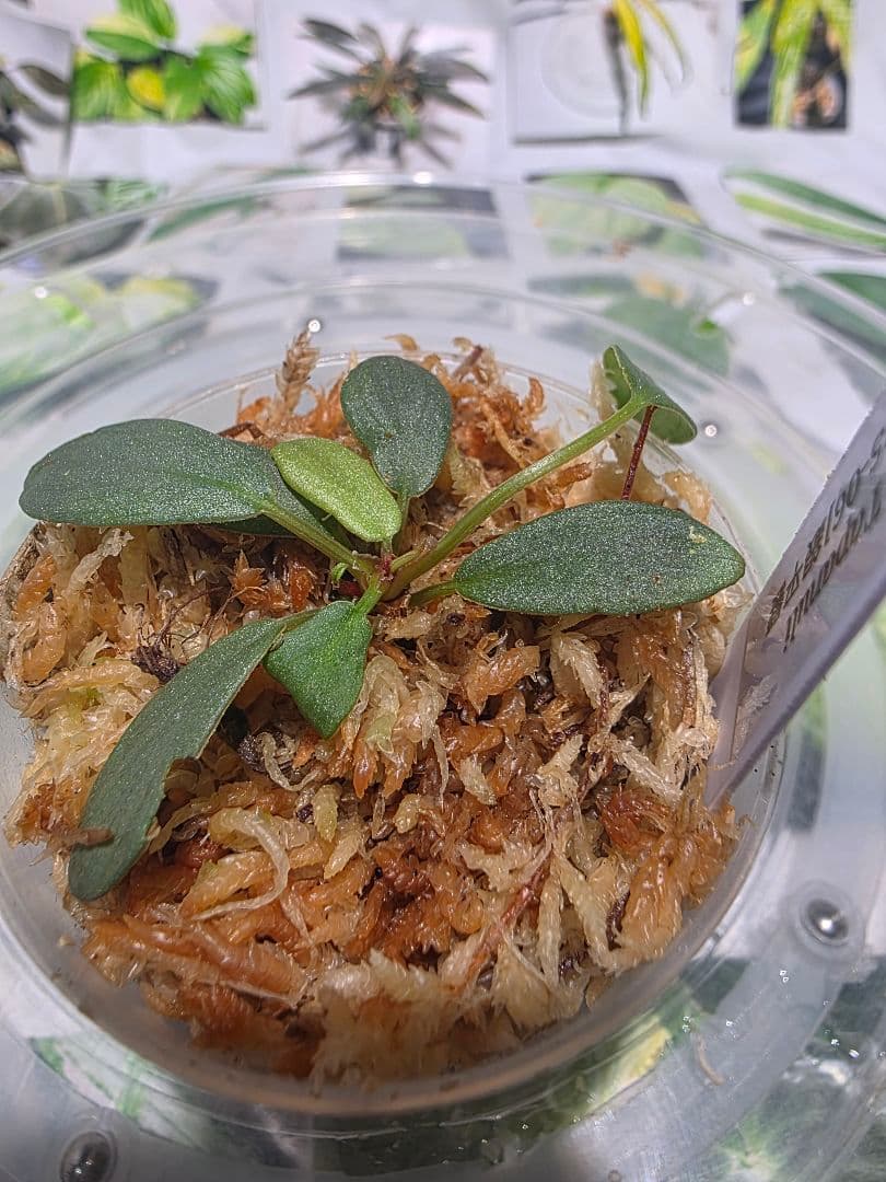 熱帯植物　ホマロメナsp.タパヌリ　スマトラ　ウタラ　銀平襞