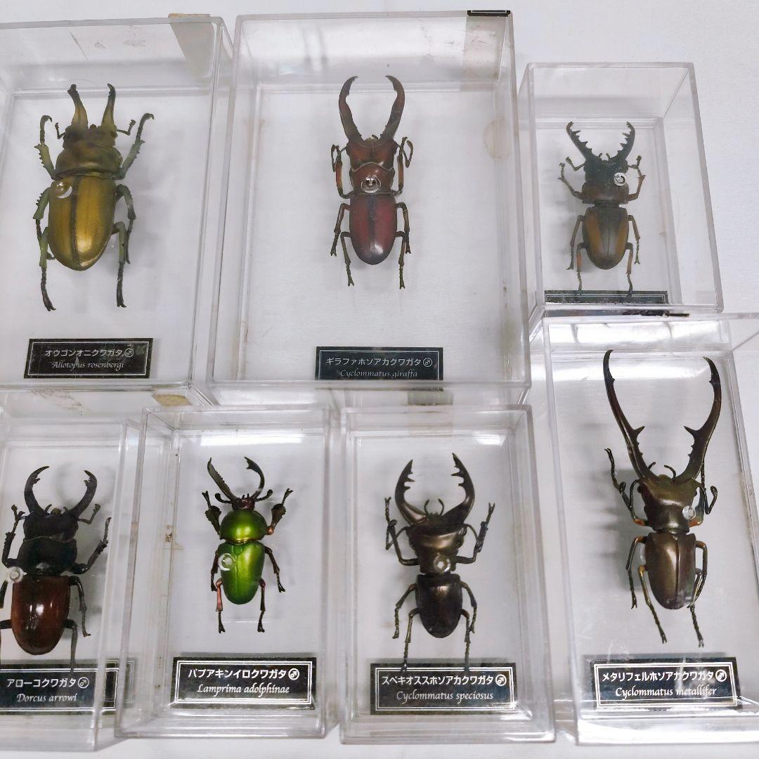 世界の昆虫 72体セット ディアゴスティーニ 標本 見本