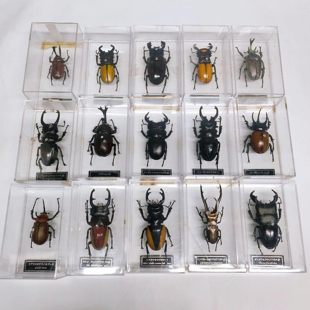 世界の昆虫 72体セット ディアゴスティーニ 標本 見本