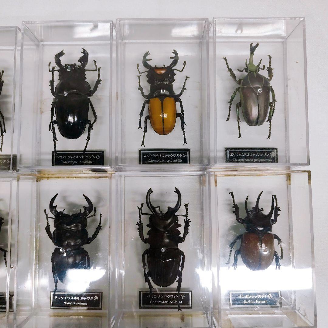 世界の昆虫 72体セット ディアゴスティーニ 標本 見本