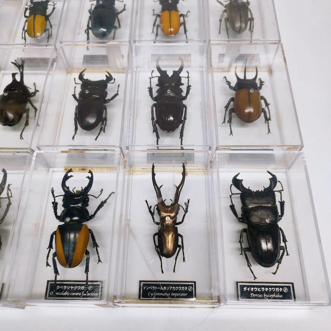 世界の昆虫 72体セット ディアゴスティーニ 標本 見本