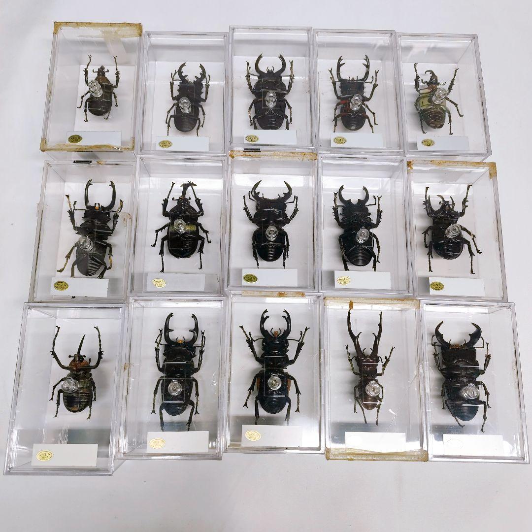 世界の昆虫 72体セット ディアゴスティーニ 標本 見本
