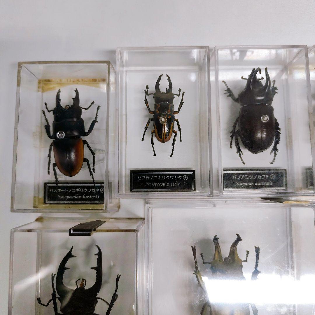 世界の昆虫 72体セット ディアゴスティーニ 標本 見本