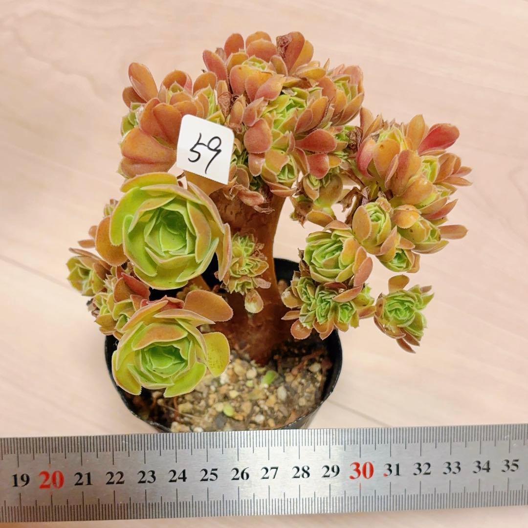 59#多肉植物アエオニウム❤️サラダボールセッカ❤️13cm 拔き苗