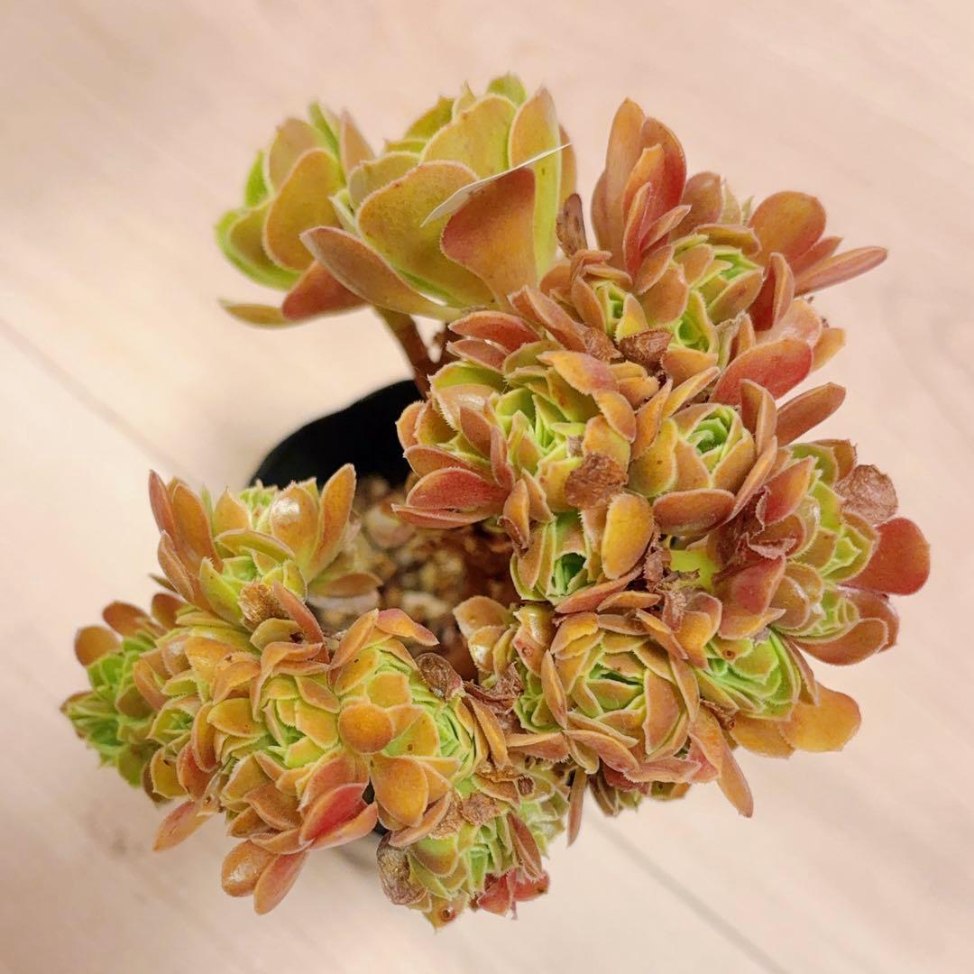 59#多肉植物アエオニウム❤️サラダボールセッカ❤️13cm 拔き苗