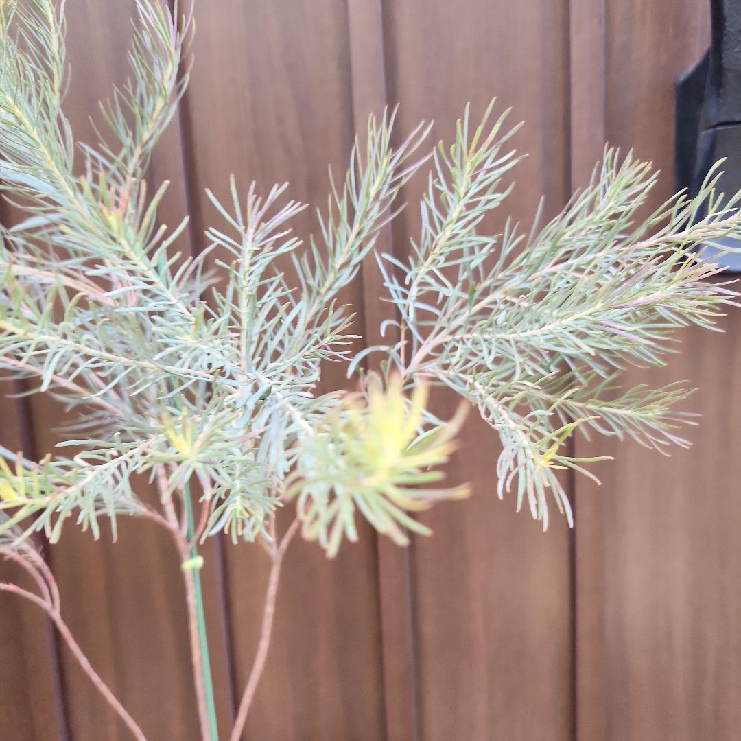ユーカリ　ハーディマリー　テラコッタ鉢植え　苗