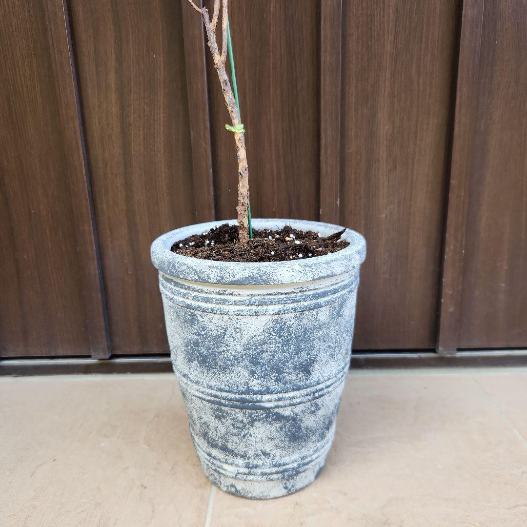 ユーカリ　ハーディマリー　テラコッタ鉢植え　苗