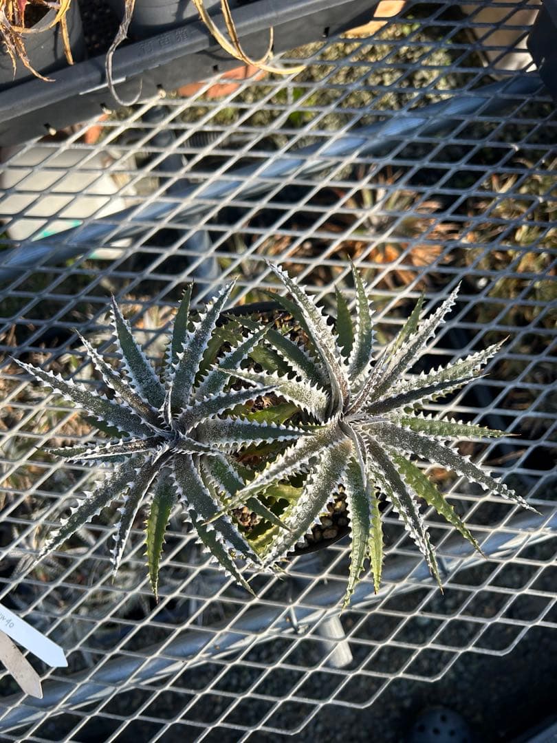 ディッキア Dyckia Code NW-40 Bill Baker ⑵