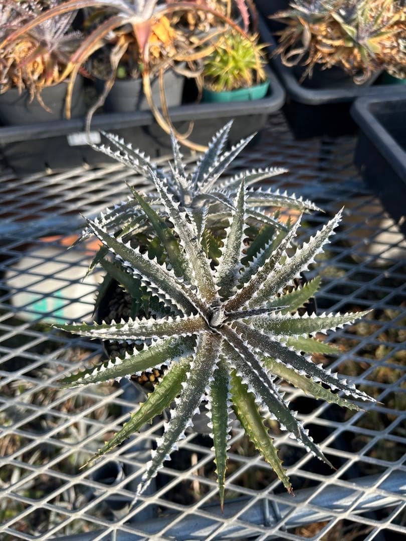 ディッキア Dyckia Code NW-40 Bill Baker ⑵