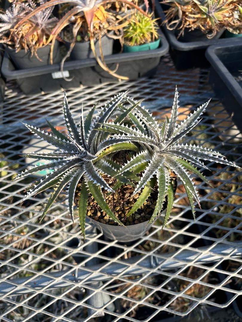 ディッキア Dyckia Code NW-40 Bill Baker ⑵