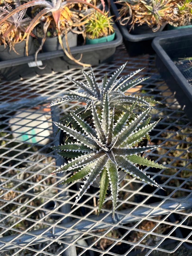 ディッキア Dyckia Code NW-40 Bill Baker ⑵