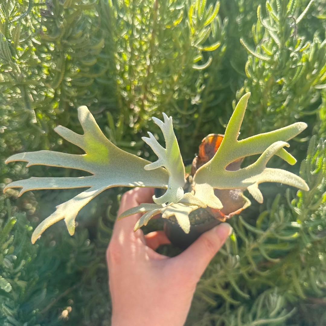 P. willinckii ’Jenny’ TC 2147