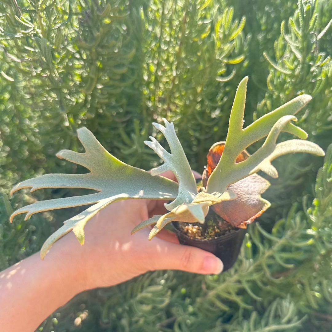 P. willinckii ’Jenny’ TC 2147
