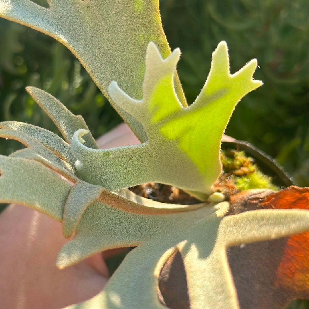 P. willinckii ’Jenny’ TC 2147