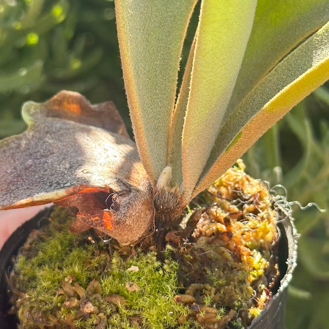 P. willinckii ’Jenny’ TC 2147