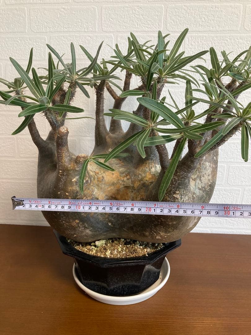 【植物引退】特大　グラキリス　現地球