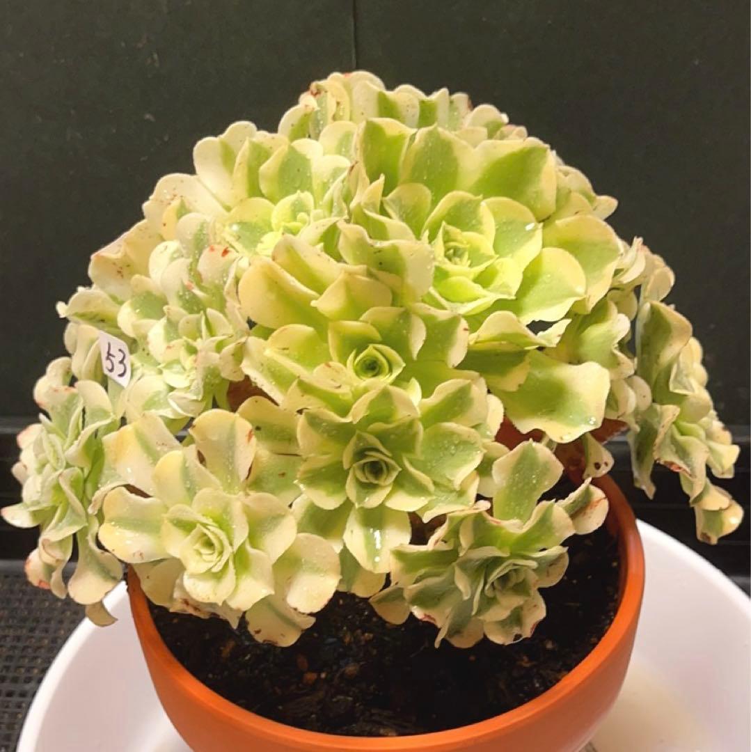 ❤️ 多肉植物❤️アエオニウム錦❤️ グリーン.メデューサ❤ 状態図