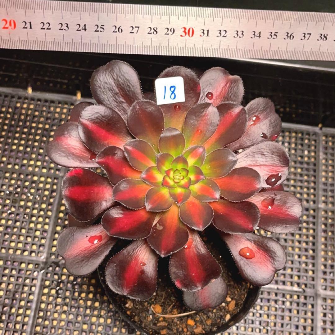 18#多肉植物アエオニウム錦❤️シャネル 变異夕焼け❤️1大頭9つ子芽16cm拔き苗