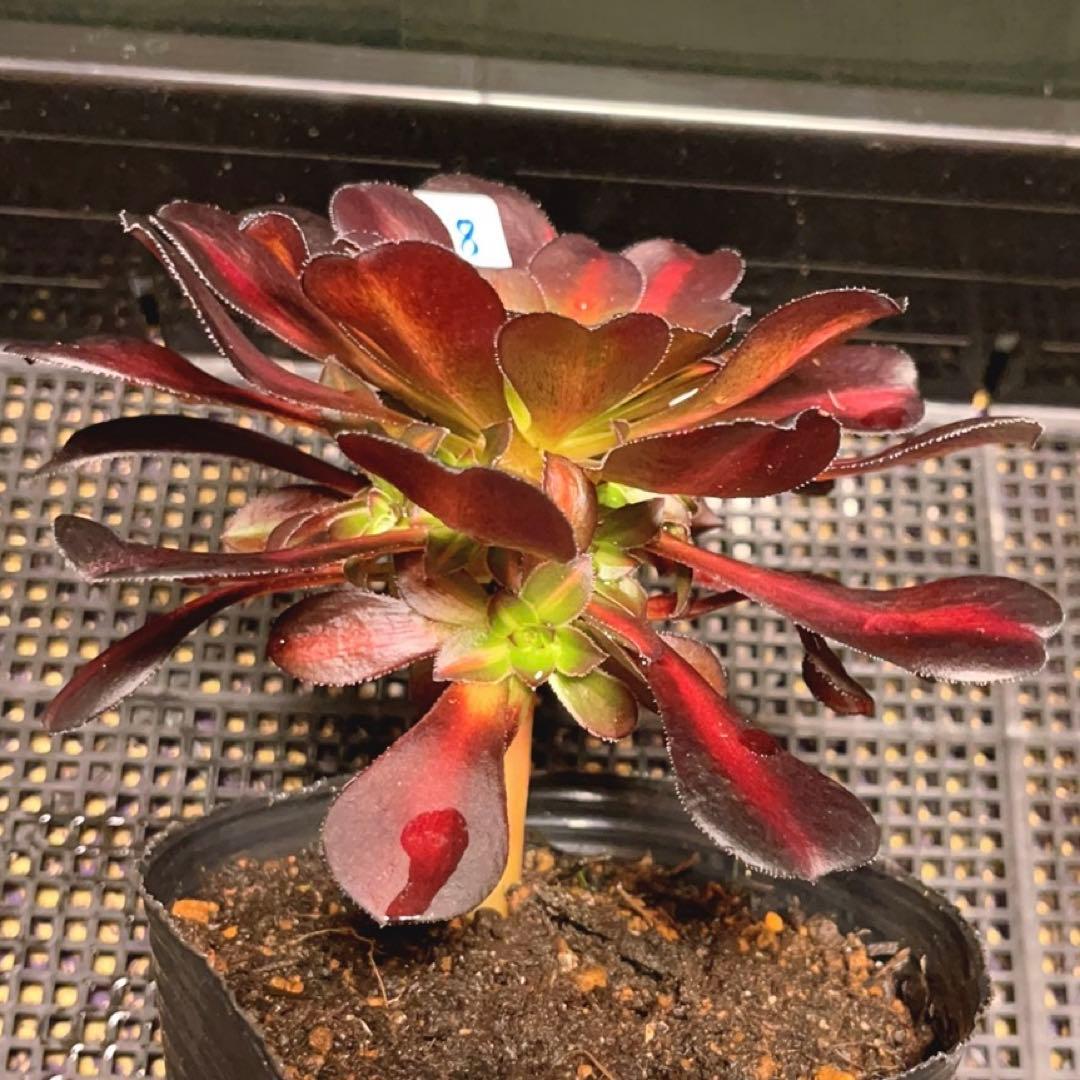 18#多肉植物アエオニウム錦❤️シャネル 变異夕焼け❤️1大頭9つ子芽16cm拔き苗
