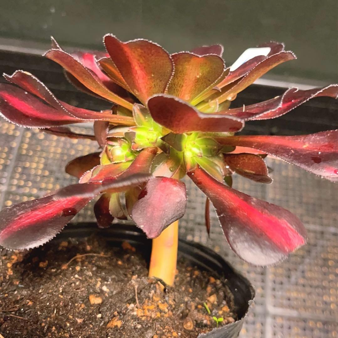 18#多肉植物アエオニウム錦❤️シャネル 变異夕焼け❤️1大頭9つ子芽16cm拔き苗