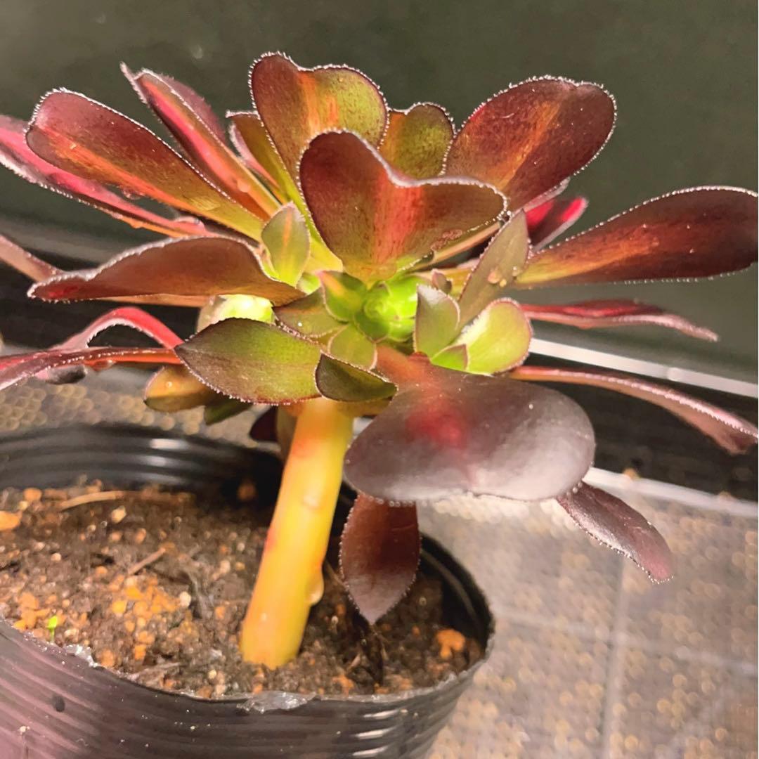 18#多肉植物アエオニウム錦❤️シャネル 变異夕焼け❤️1大頭9つ子芽16cm拔き苗