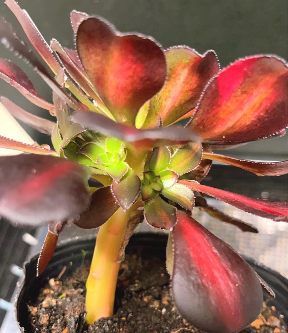 18#多肉植物アエオニウム錦❤️シャネル 变異夕焼け❤️1大頭9つ子芽16cm拔き苗