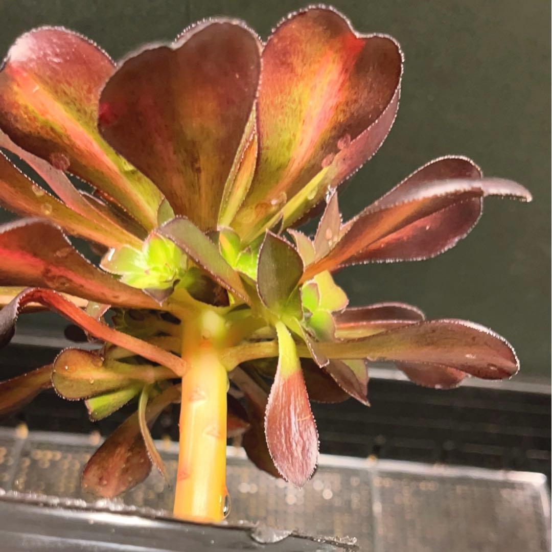 18#多肉植物アエオニウム錦❤️シャネル 变異夕焼け❤️1大頭9つ子芽16cm拔き苗