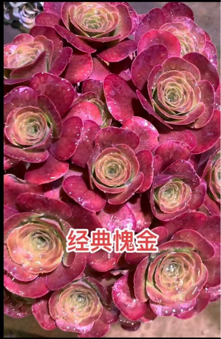 多肉植物アエオニウム❤️魅金のバラ ❤ 状態図