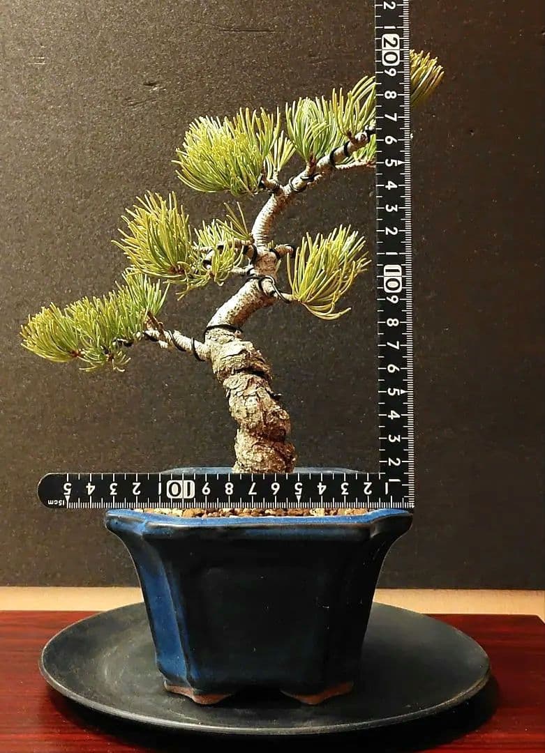 五葉松盆栽！