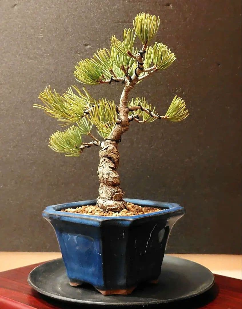 五葉松盆栽！