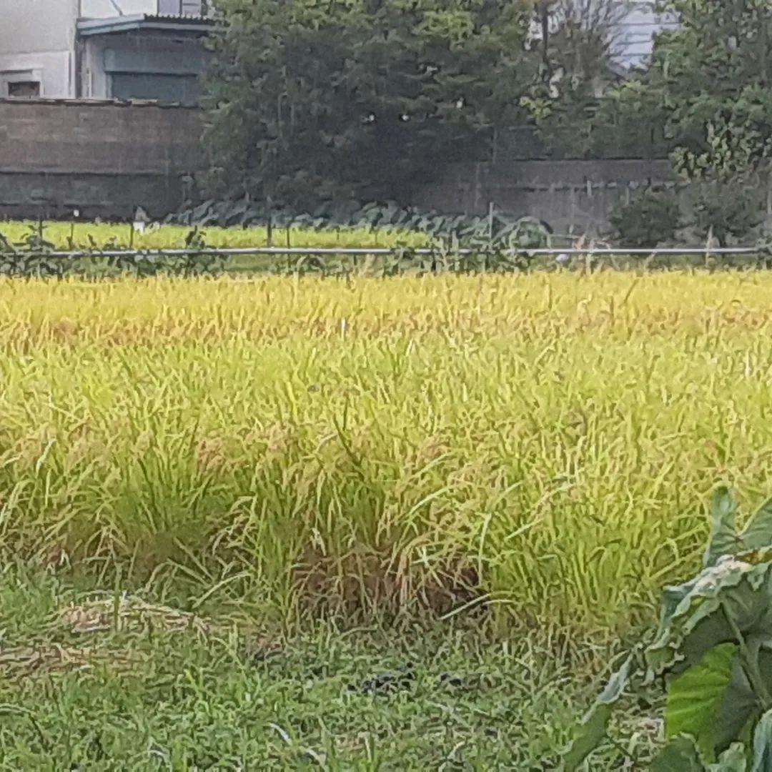 天日干し稲藁（長さ約80cm）約52束　自然農法