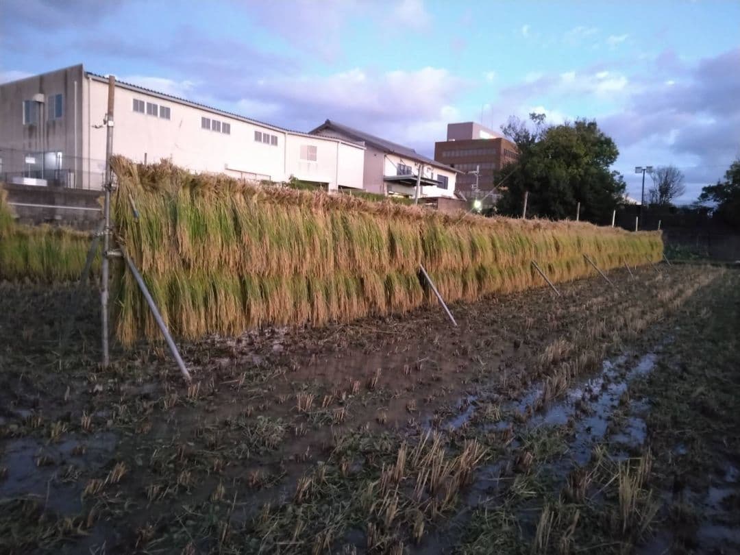 天日干し稲藁（長さ約80cm）約52束　自然農法
