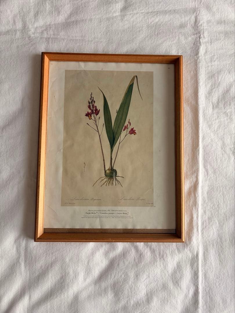 4点セット◆柔らかな雰囲気のボタニカルアート　植物画　ポスター検）ザラホーム
