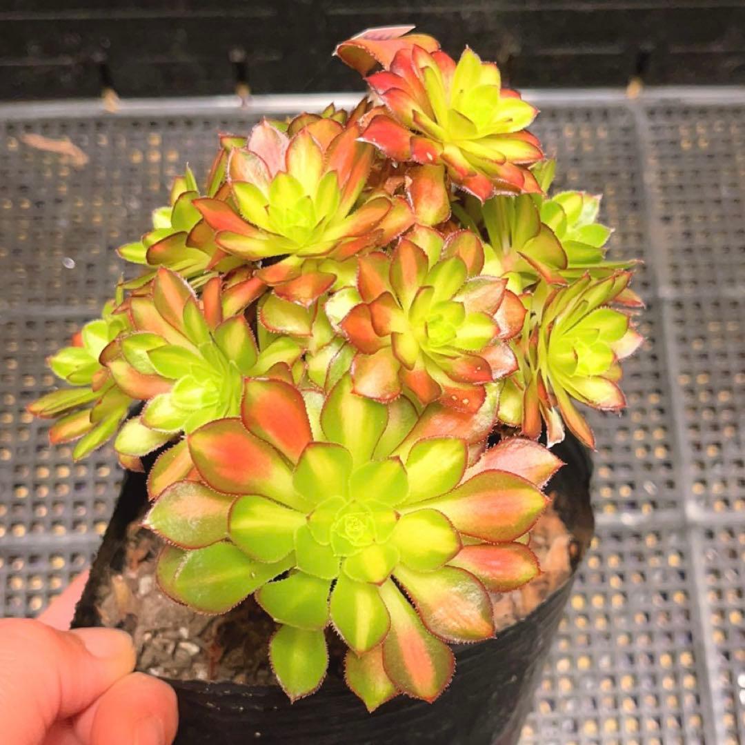 48#多肉植物アエオニウム錦❤️童言❤️ガーネット中斑錦 ❤️15頭14cm拔き苗