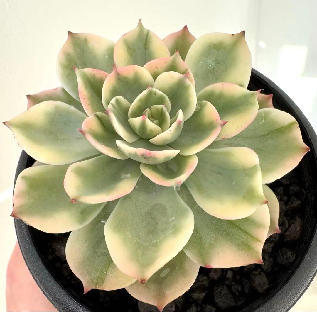 多肉植物　レインドロップ錦　A