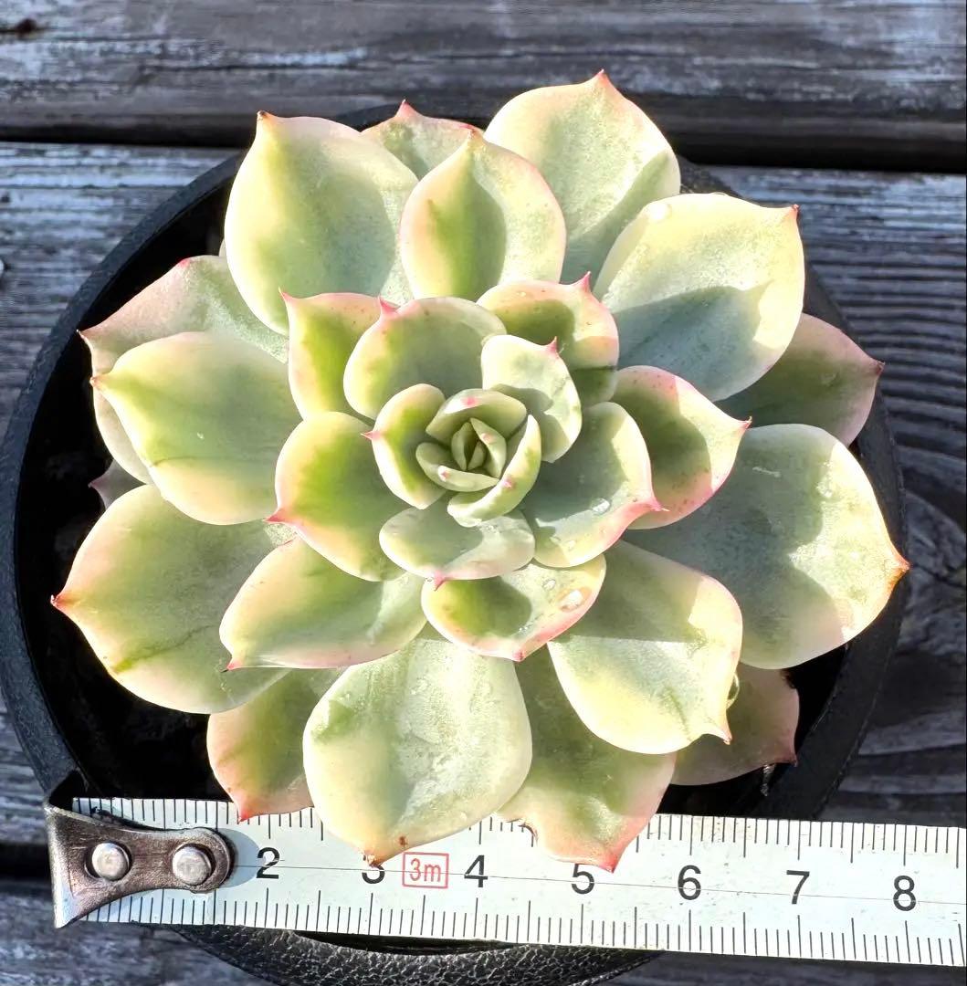 多肉植物　レインドロップ錦　A