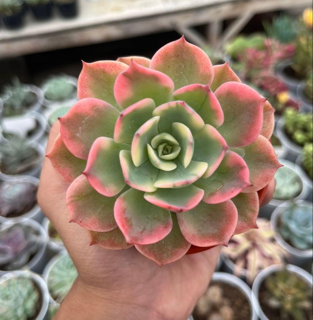 多肉植物　レインドロップ錦　A
