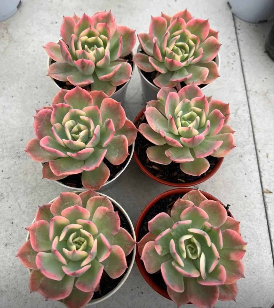 多肉植物　レインドロップ錦　A