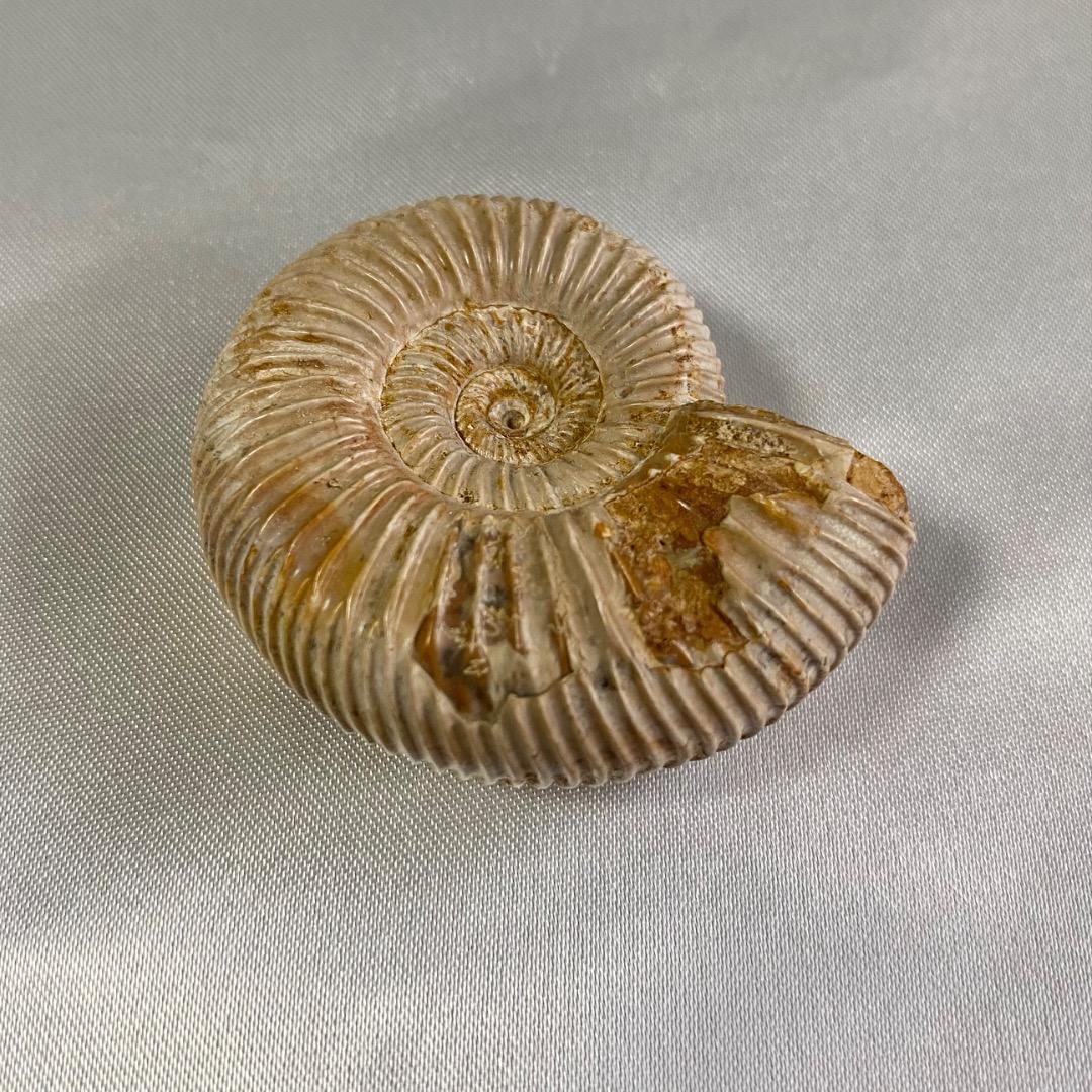 天然 アンモナイト 化石 菊葉模 縫合線 標本 鉱物 原石 約38g