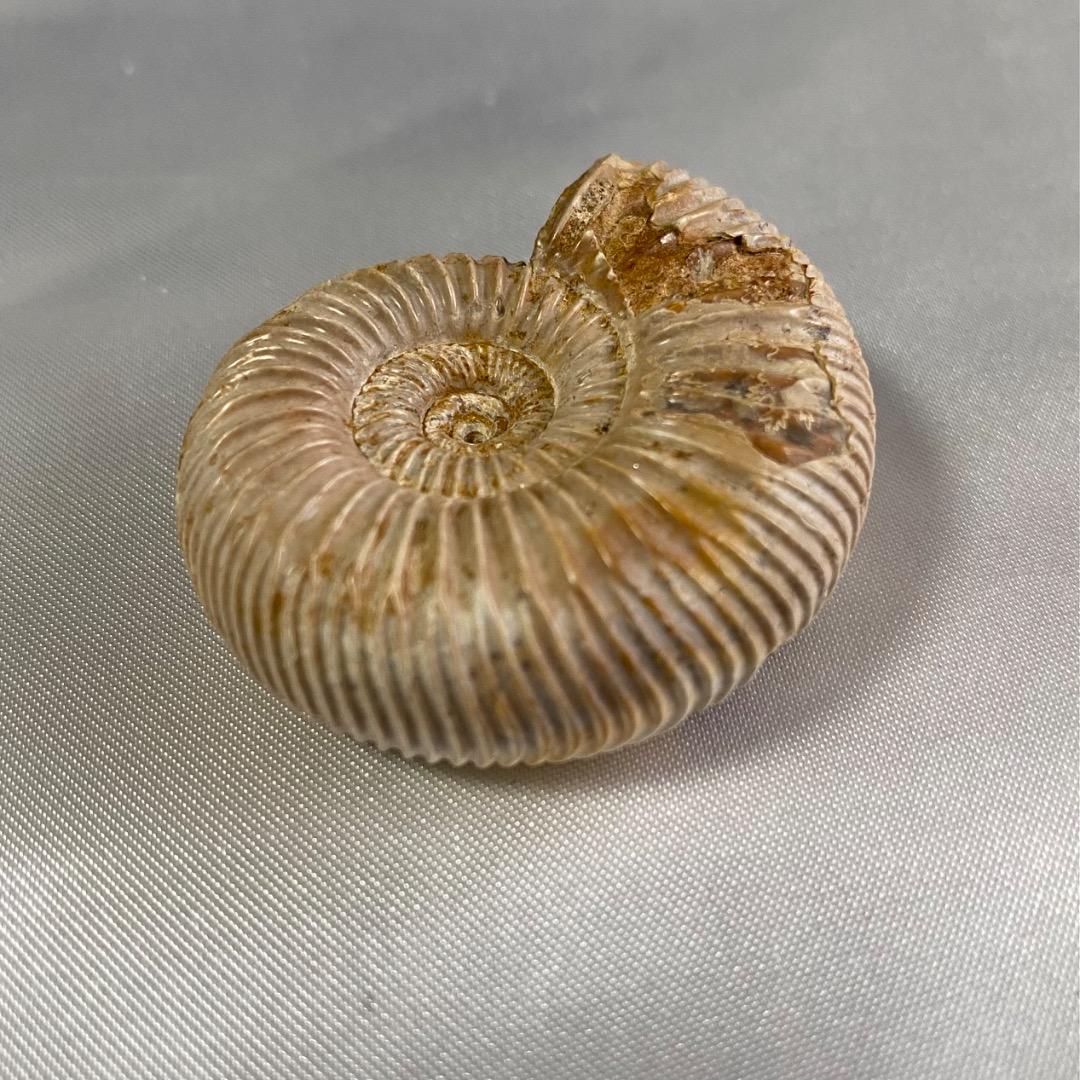 天然 アンモナイト 化石 菊葉模 縫合線 標本 鉱物 原石 約38g