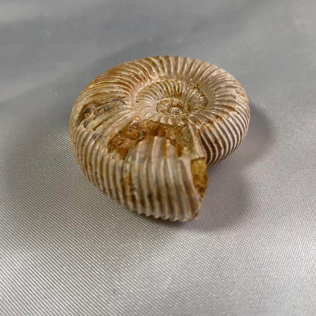 天然 アンモナイト 化石 菊葉模 縫合線 標本 鉱物 原石 約38g