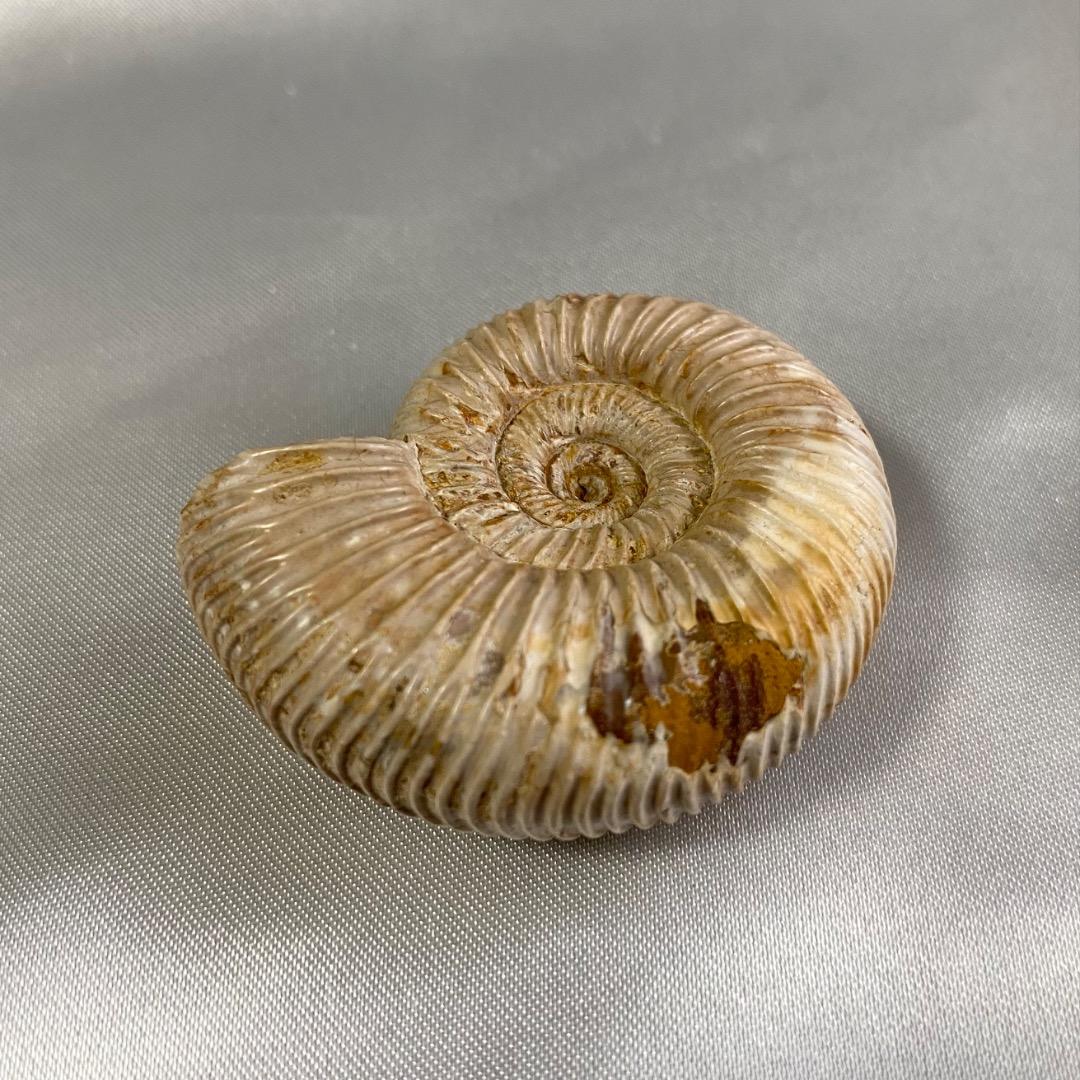 天然 アンモナイト 化石 菊葉模 縫合線 標本 鉱物 原石 約38g