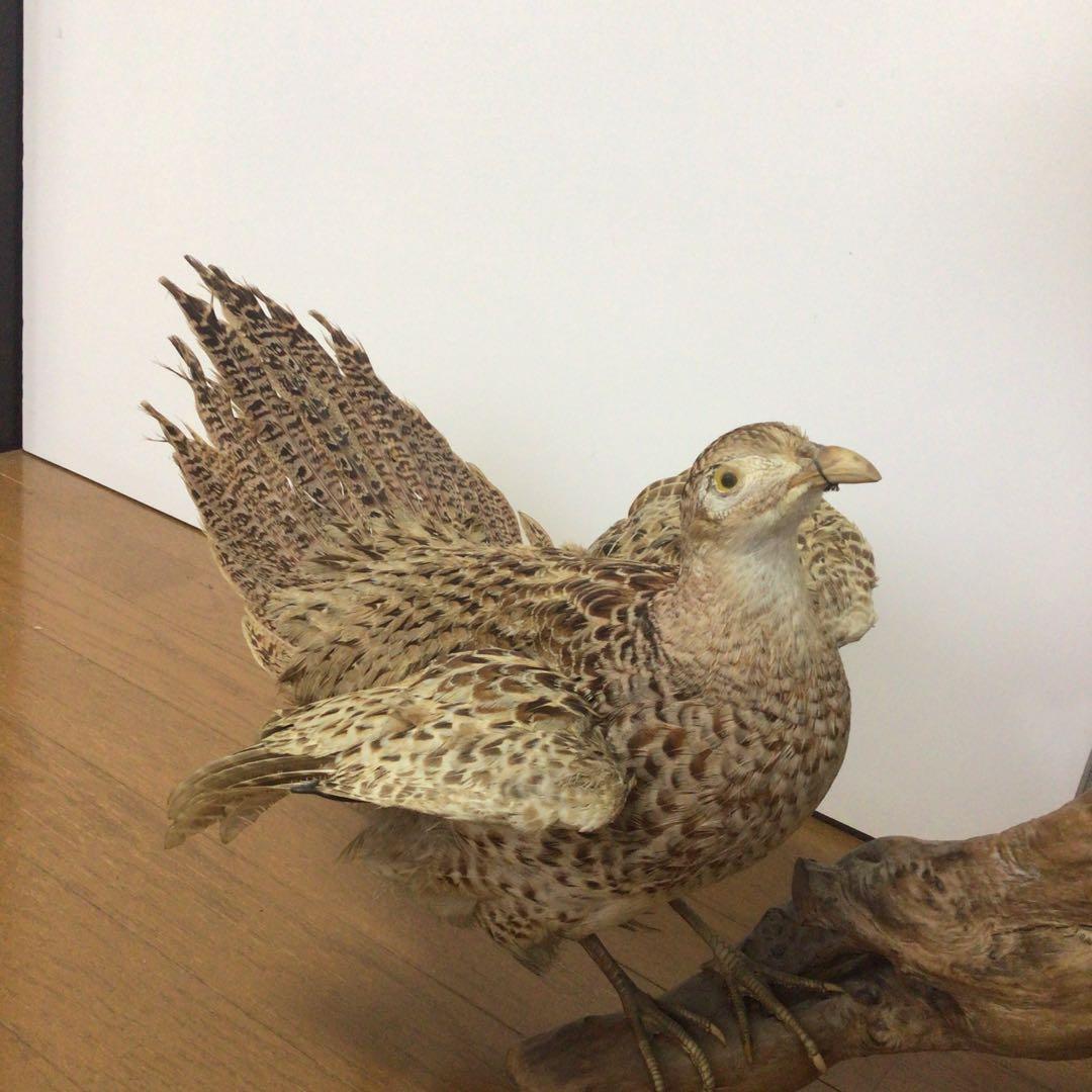 NO.288 飛翔する雉の置物 雄、雌