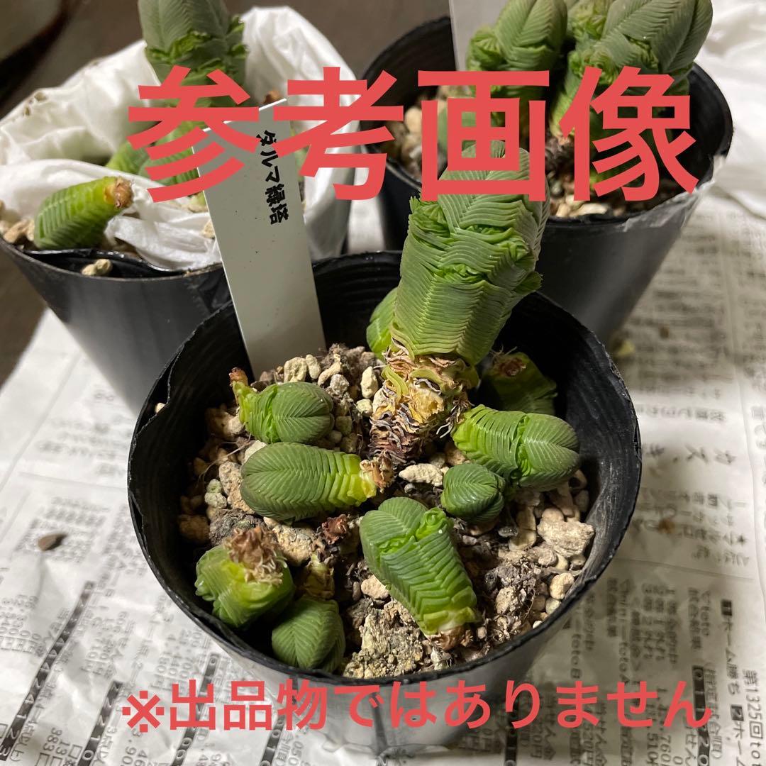 ダルマ緑塔　抜き苗