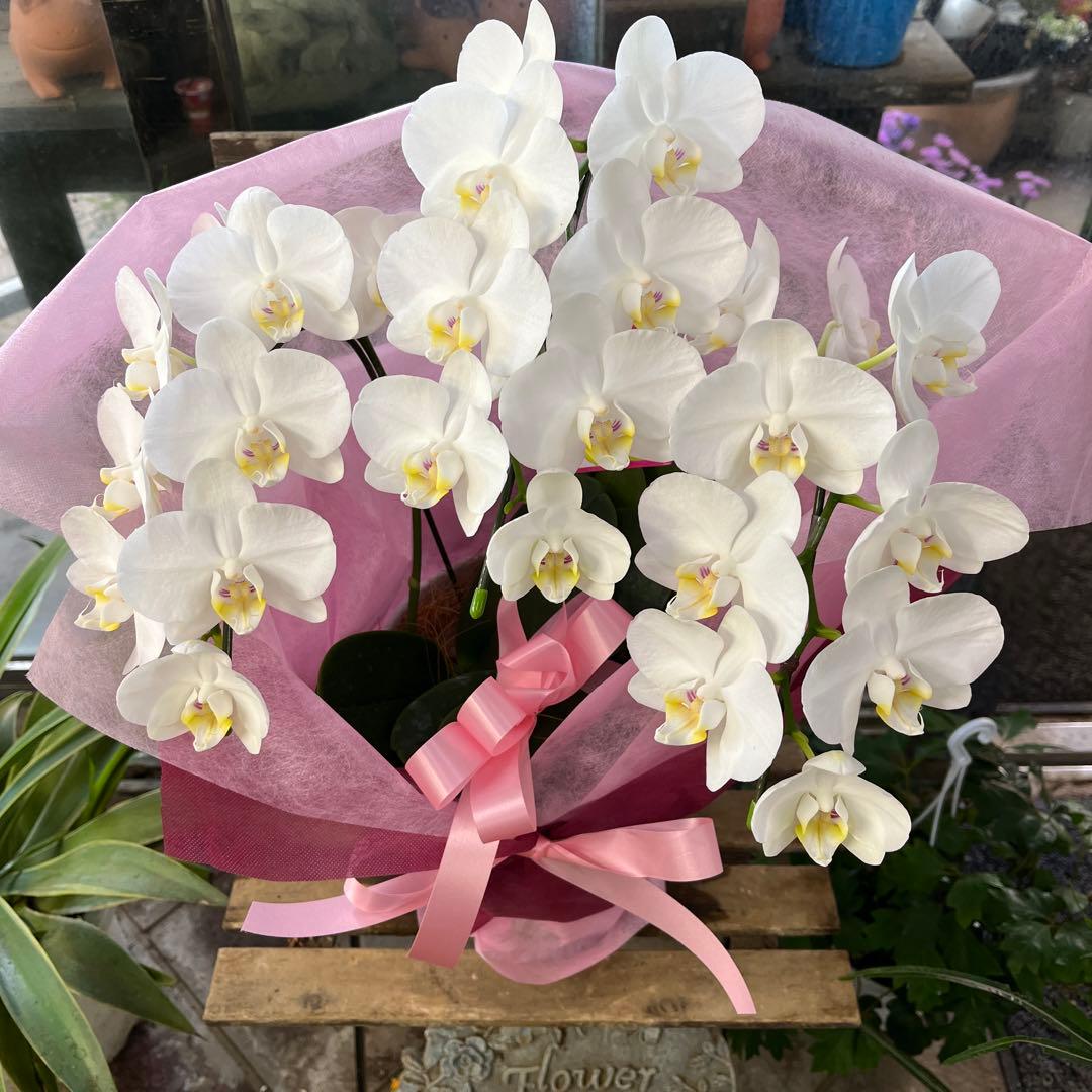 胡蝶蘭