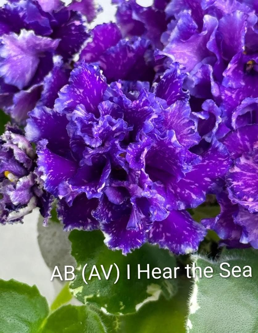 セントポーリア AB I Hear the Sea
