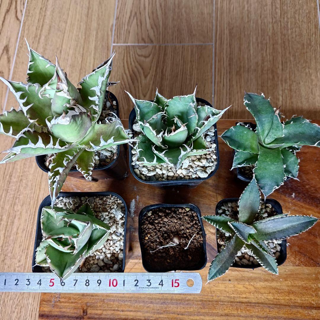 ⑧ 訳あり お得なアガベ植物セット　合計6株