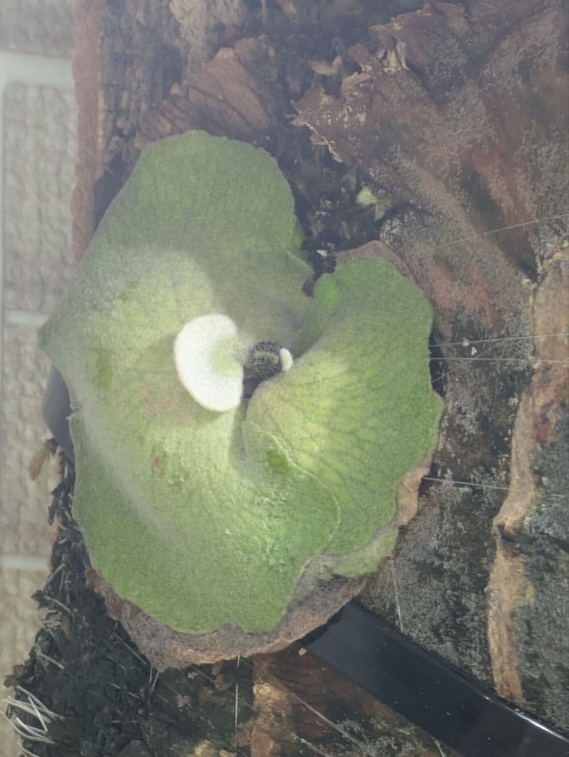 P.willinckii\"月光爪哇\"pup
