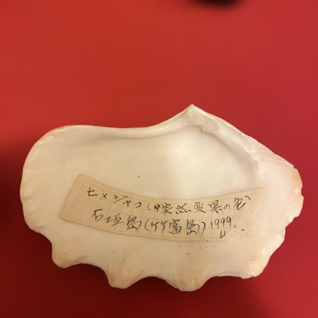 ヒメジャコ、硨磲貝